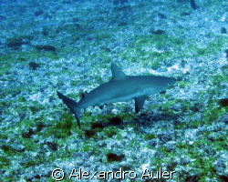 Young reef shark at Fernando de Noronha's archipelago. by Alexandro Auler 